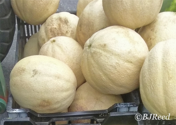 Cantaloupes at the Market