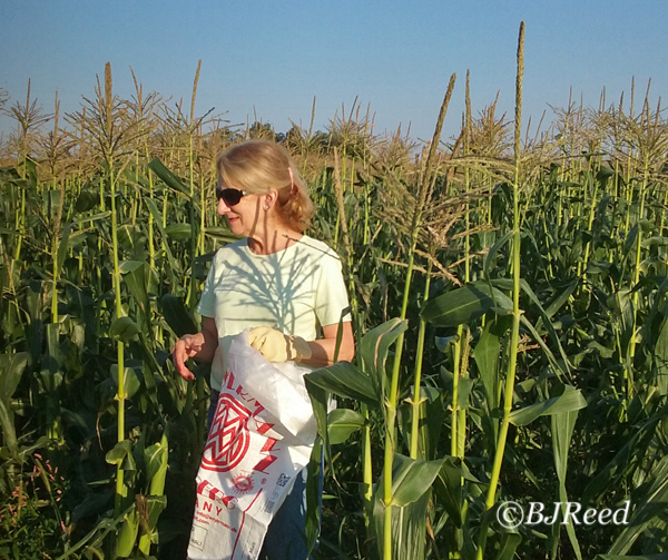 BJ thick in the corn rows, looks like her bag's empty!