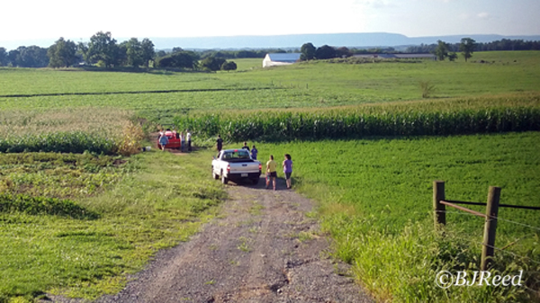 Gleaning Corn in Franklin County, PA