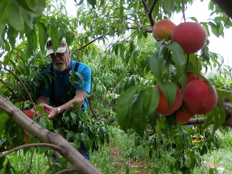 Tom Gleaning Peaches