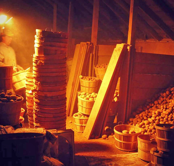 Gleaning Potatoes