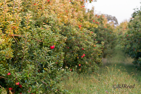 Rows of PA Apples