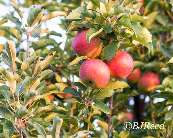 Beautiful PA Fall APPLES