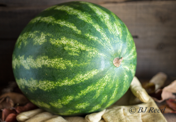 Gleaning Watermelon