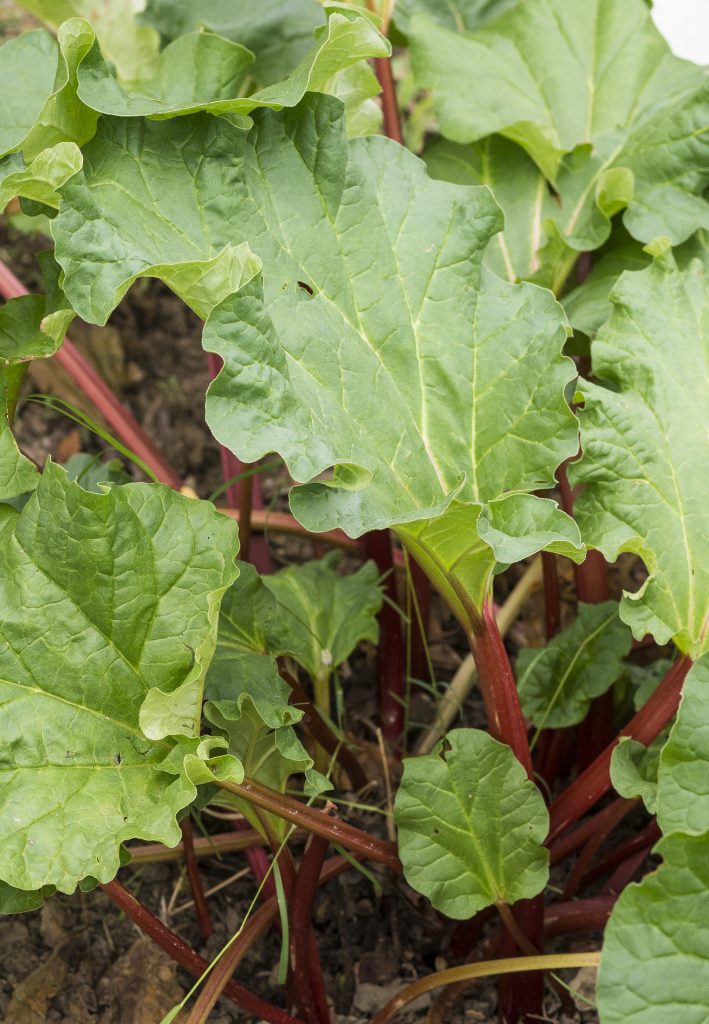 RED RHUBARB PLANT: June red rhubarb plant in Pennsylvania, USA. Great for pies, cakes and sauces.