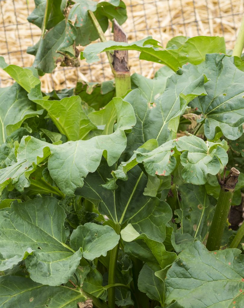 GREEN RHUBARB PLANT: June green rhubarb plant in Pennsylvania, USA. Great for pies, cakes and sauces.