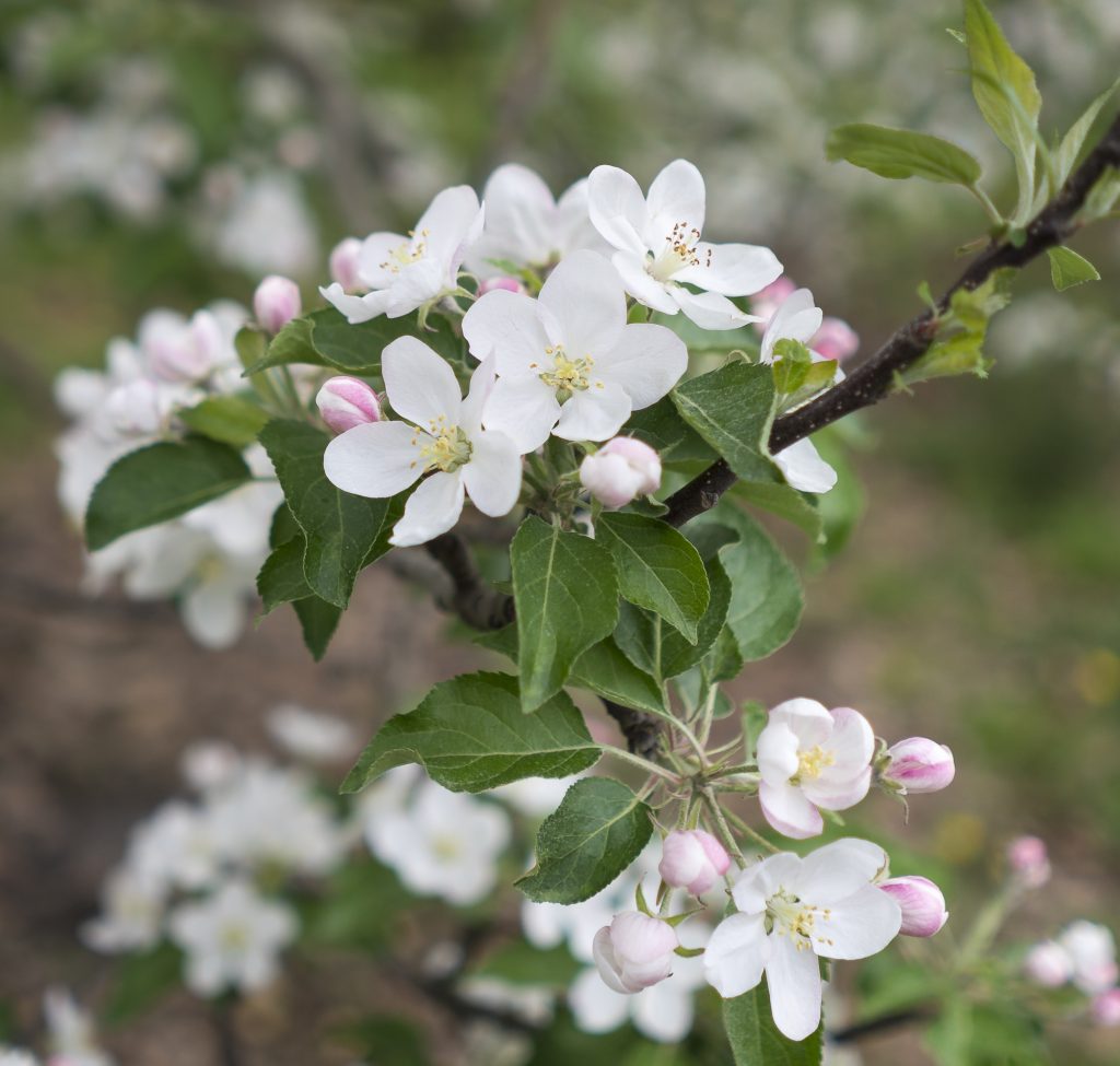 APPLE ORCHARDS IN THE SPRING - APRIL 2019