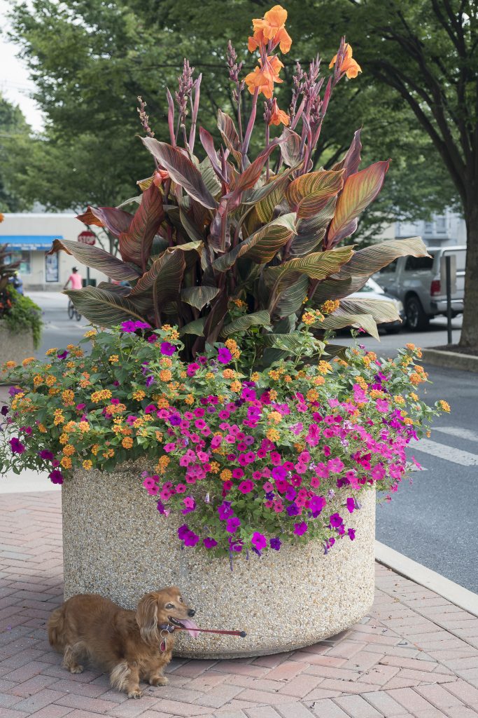 Zipper and a beautiful gigantic flower arrangement.