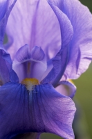 IRIS PURPLE BACKLIT 5/19/2019