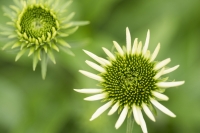 WHITE CONEFLOWER