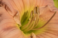 flowers_barbaramitchelldaylily0619