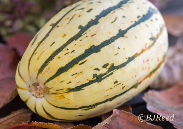 Delicata Squash