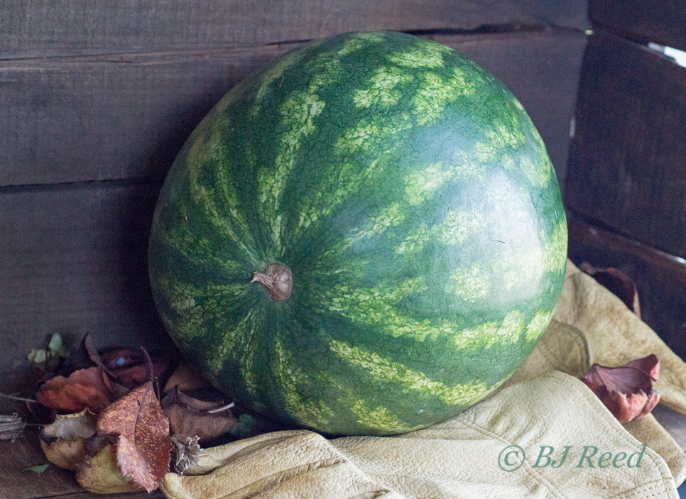 Gleaning Watermelons