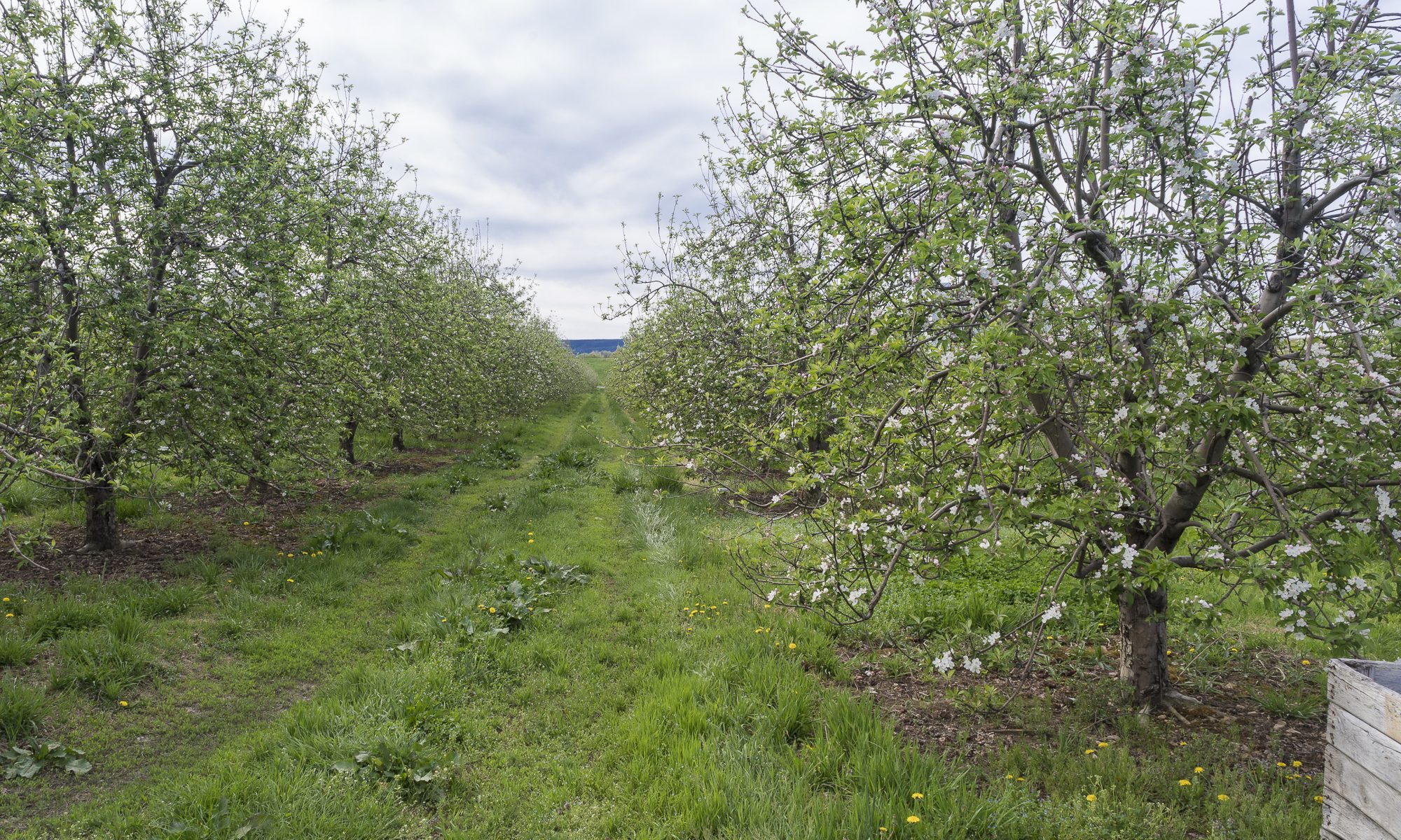 APPLE ORCHARDS IN THE SPRING - APRIL 2019